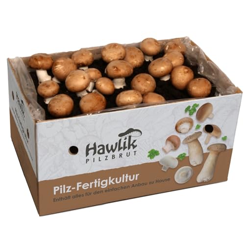 Hawlik Pilzbrut I Großes 10kg Stein-Champignon Pilzzuchtset XXL I Pilze züchten Set I ohne Vorkenntnisse I tolles Geschenk für Gartenfreunde und Gemüse Liebhaber I Pilz Zuchtbox (Groß)