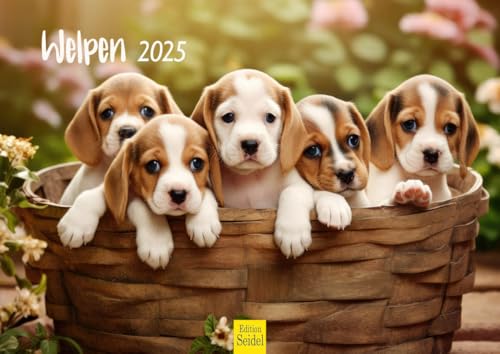 Edition Seidel Premium Kalender Welpen 2025 Format DIN A4 Wandkalender Hundekalender Hund Welpe Hunderasse Haustier