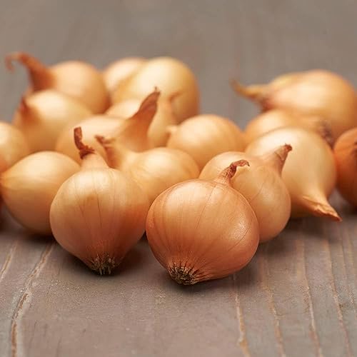 Steckzwiebeln Stuttgarter Riesen (500 gr) - Frühlingszwiebeln Winterhart - Hoher Qualität aus Holland (kein Samen) - Mild scharfe Gemüsezwiebel, Steckzwiebel größe 14-21 mm