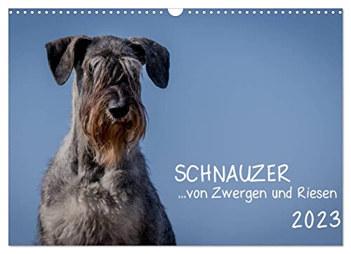 Schnauzer. von Zwergen und Riesen 2023 (Wandkalender 2023 DIN A3 quer), Calvendo Monatskalender