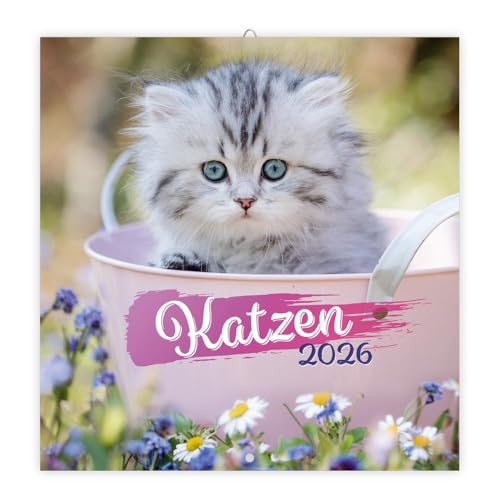 Trötsch Broschürenkalender Katzen 2026: Wandplaner