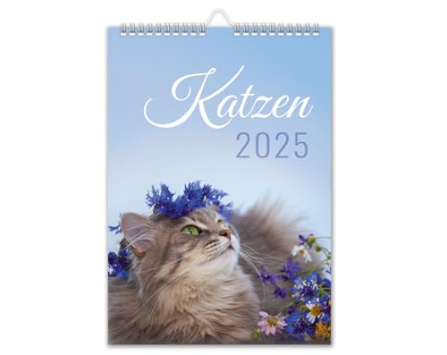 Kalender 2025 Katzen Wandkalender DIN A4 Katzenkalender mit Schulferien Katze-Motiv blau