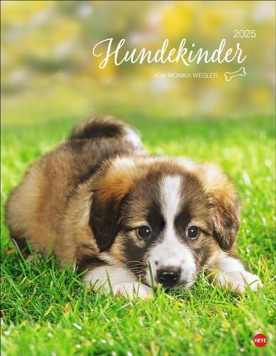 Hundekinder Posterkalender 2025: von Monika Wegler. Welpen-Fotos zum Dahinschmelzen in einem Wandkalender. Posterkalender mit Hundeporträts für alle Fans der Fellnasen.