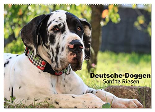 Deutsche Doggen - Sanfte Riesen (Wandkalender 2023 DIN A2 quer), Calvendo Monatskalender