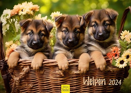 Edition Seidel Premium Kalender Welpen 2024 DIN A3 Wandkalender Hundekalender Hunde Hund Welpe Hunderasse Haustier