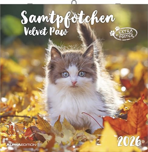 Samtpfötchen 2026 - Broschürenkalender 30x30 cm (30x60 geöffnet) - Kalender mit Platz für Notizen - inkl. herausnehmbarem Poster - Bildkalender: Velvet paw
