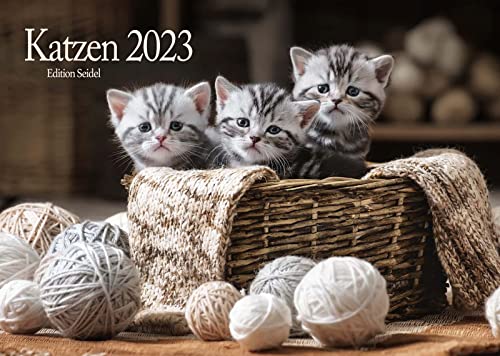 Edition Seidel Katzen Premium Kalender 2023 DIN A3 Wandkalender Katzenkalender