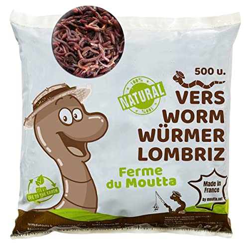 500 Stk. Kompostwürmer (250g) | Regenwürmer Eisenia, kompostieren Sie Ihren organischen Abfall - Für Vermicomposter/Komposter/Garten