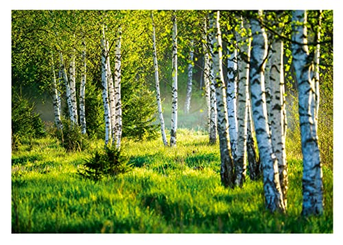 WallArena - Vlies Fototapete Birkenwald Wald Birken Sonne Natur 3D EFFEKT 368x254 cm - Fototapeten - Tapeten - für Wohnzimmer Schlafzimmer - Vliestapete Wandtapete Tapete 3D Effekt- inkl. Kleister