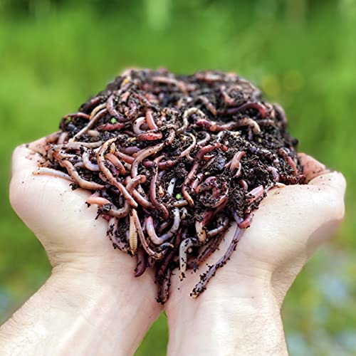 1,000 STK. Kompostwürmer (500g) | Regenwürmer Eisenia, kompostieren Sie Ihren organischen Abfall - Für Vermicomposter / Komposter / Garten