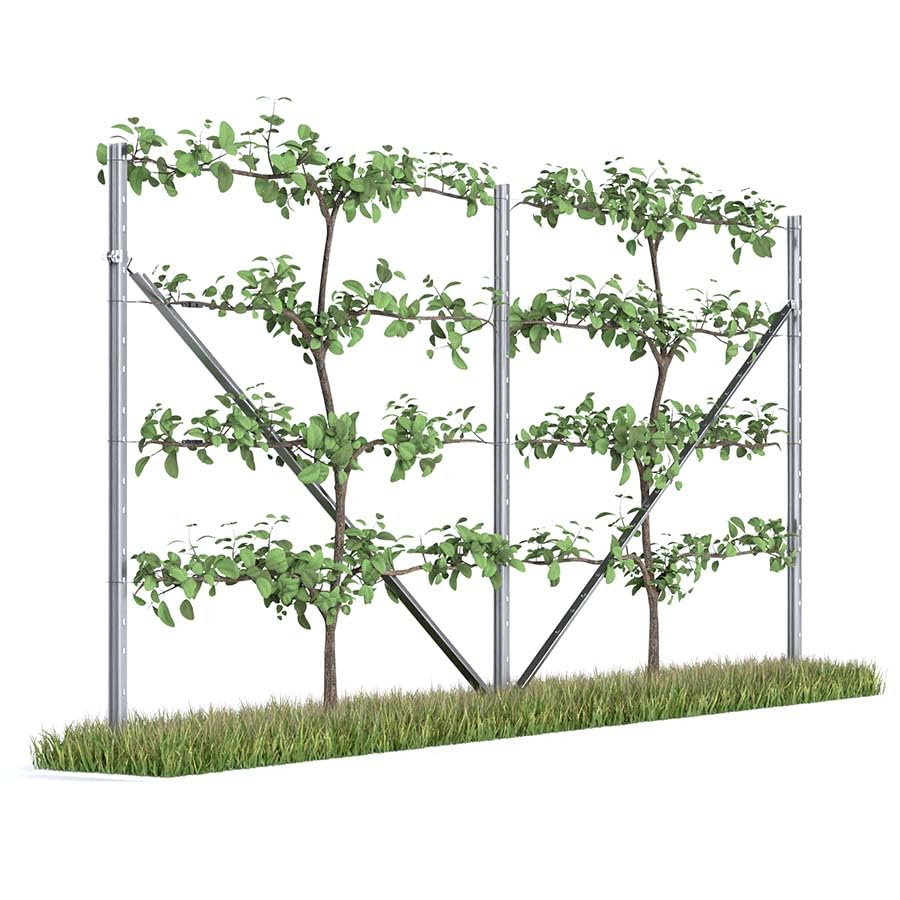 Kiwiri RANKI ™ - Rankhilfe für Kletterpflanzen - Spalier auf Plantagenstandard für Wein, Kiwi, Kiwibeeren, Rosen, Clematis, Spalierobst (2-Feld (4 Meter))